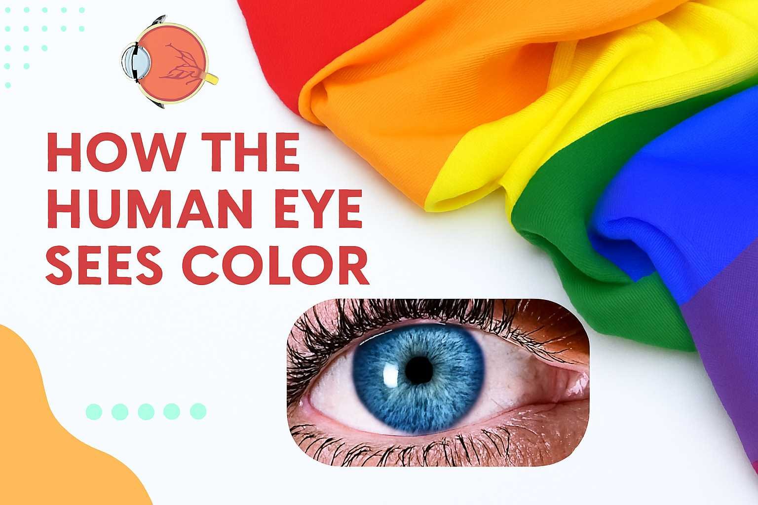How the Human Eye Sees Color