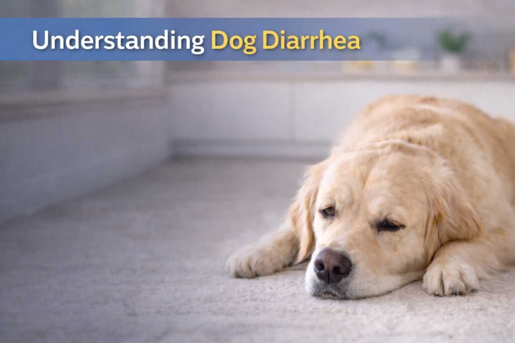 A concerned dog near a stool sample containing blood, highlighting the dangers of dog bloody diarrhea and when to seek natural home remedies for dog diarrhea treatment and cure.